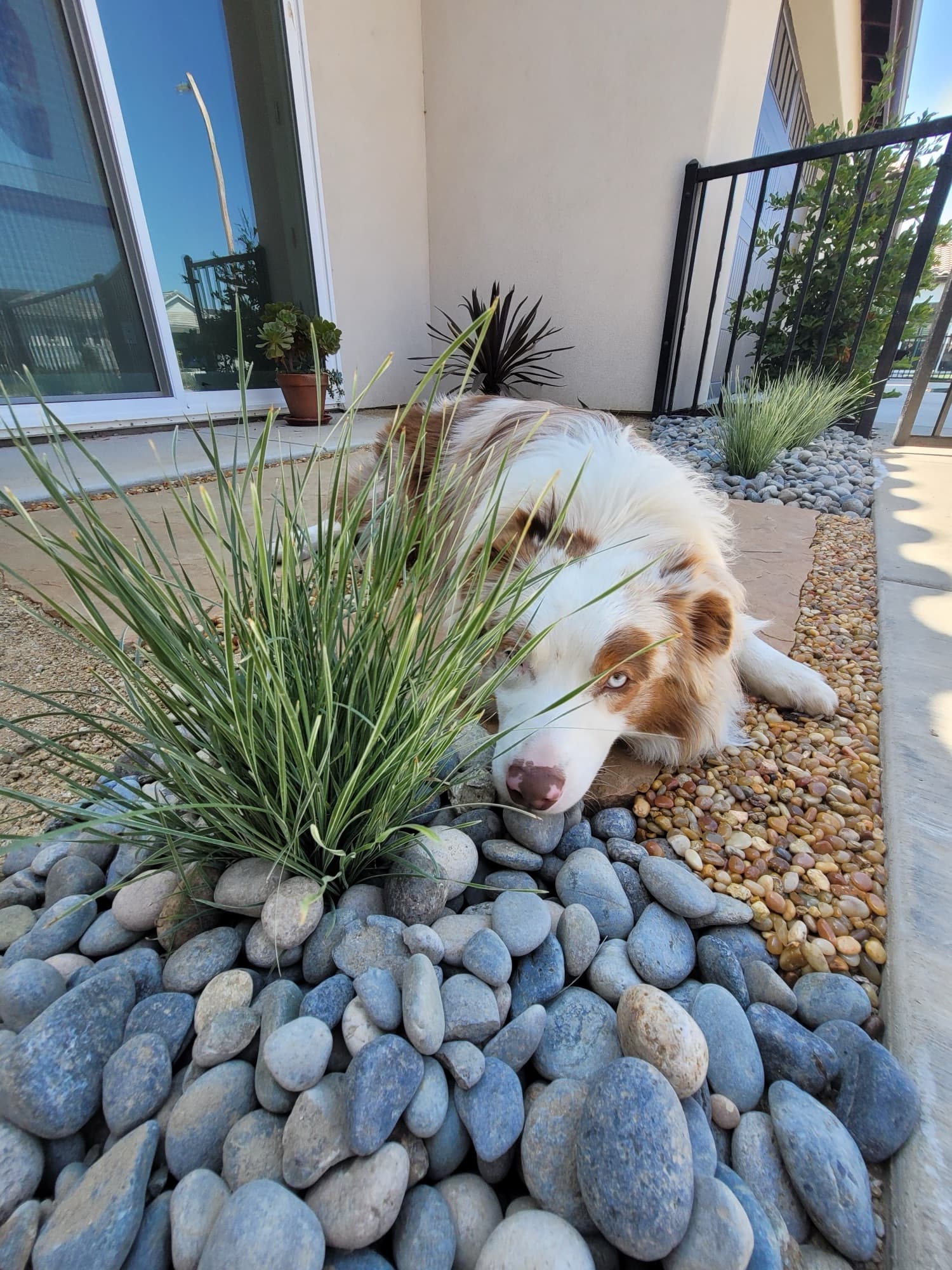 Drought-tolerant front entry with river rock, grasses, and a dog resting on the path